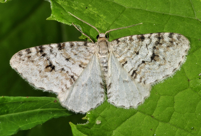 Alcune specie da Vezza d''Oglio